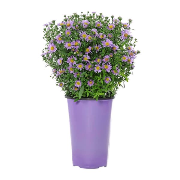 2 qt. Aster Purple Perennial Plant