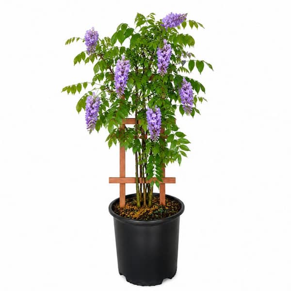 FLOWERWOOD Amethyst Falls Wisteria