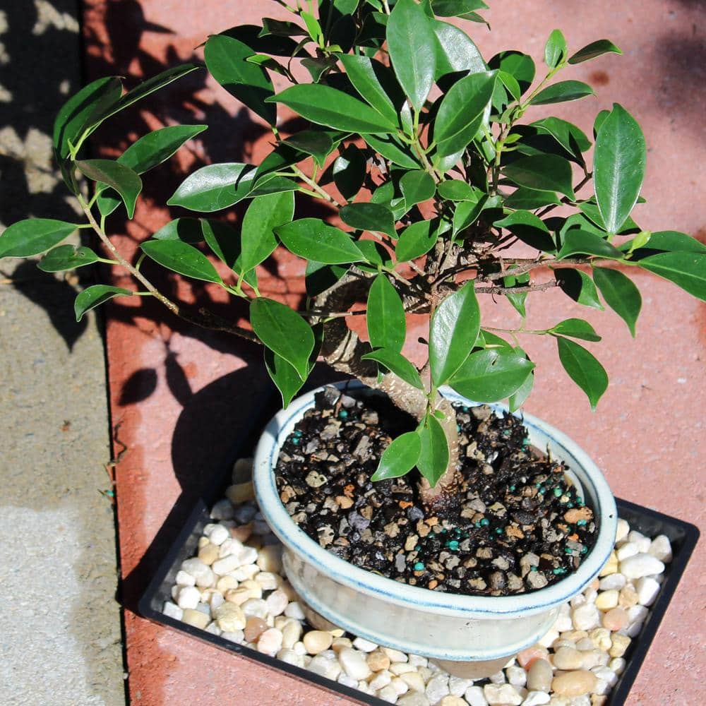 Small Indoor Golden Gate Ficus Bonsai in Ceramic Pot