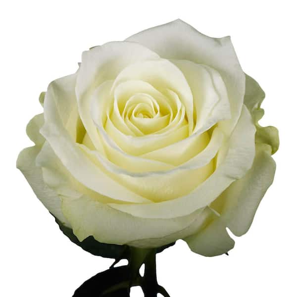 Globalrose 2-Dozen Ivory Roses with Baby's Breath and Green- Fresh Flower  Delivery 1850500096565 - The Home Depot