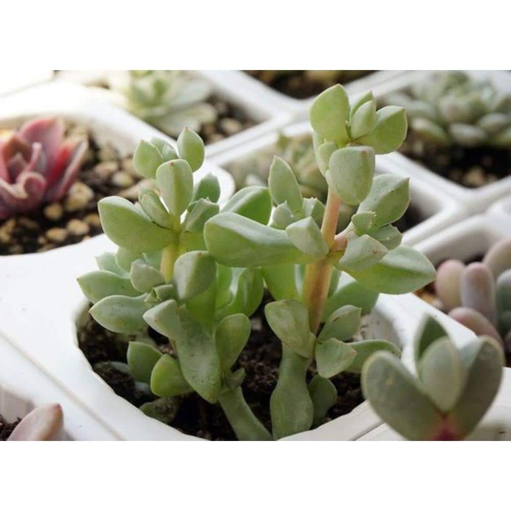 Oscularia Pedunculata Succulent Plant Flower Basket for Garden and Balcony 