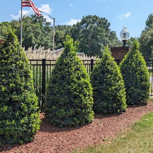 2 gal. Oakland Holly Shrub