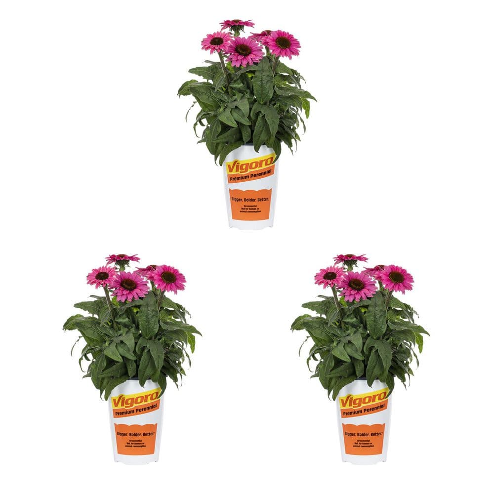 Vigoro 2 Qt. Echinacea Sunseeker Magenta Perennial Plant (3-Pack