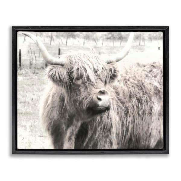 Highland Cow Gazing Portrait by Graffi tee Studios Black Floater Frame Animal Graphic Art Print 17 in. x 21 in.
