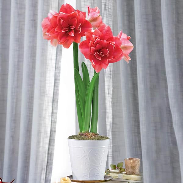 Gardens Alive! Double Dream Pink Flowering Amaryllis (Hippaestrum) Bulb Gift Kit, Planted in a decorative 6 inch pot