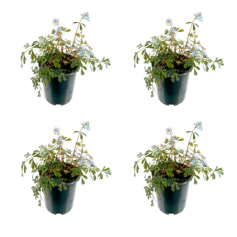 2.5 qt. Perennial Corydalis Blue (4Pack) 2025 The Home Depot