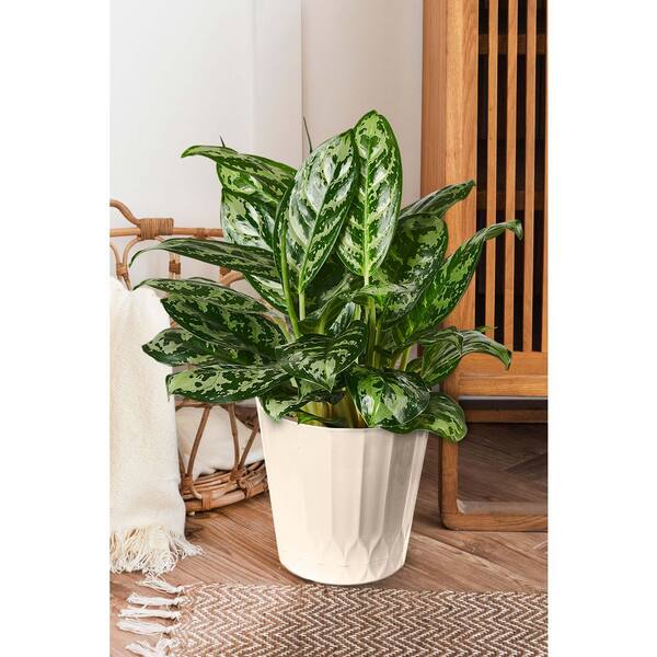 https://images.thdstatic.com/productImages/9d6ae6a6-2219-4543-9e6d-776a0379d832/svn/glossy-ivory-vigoro-plant-pots-dp1722n-dps1722-4f_600.jpg