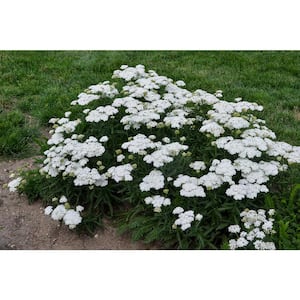 1 Gal. Firefly Diamond Yarrow (Achillea) Live Plant, White Flowers