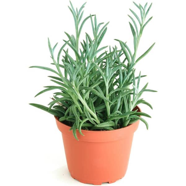 purple tiger lily Silk Plants Direct Tiger Lily Bush - Purple