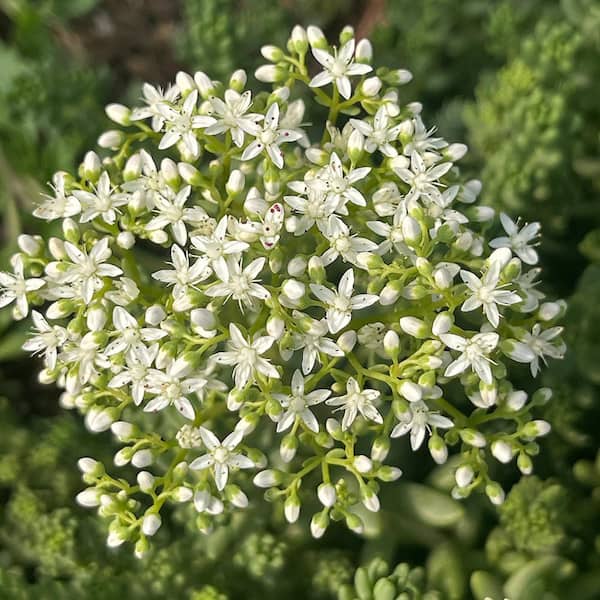 Cesicia 5.47 Gal. Deer Resistant, Eacoast Tolerent Stonecrop Flowering Shrub with White Blossom (5-Pack)