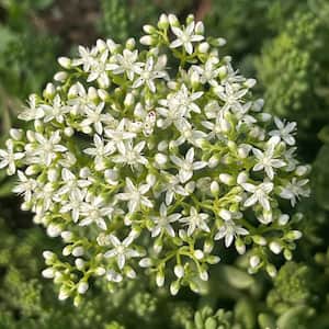 5.47 Gal. Deer Resistant, Eacoast Tolerent Stonecrop Flowering Shrub with White Blossom (5-Pack)