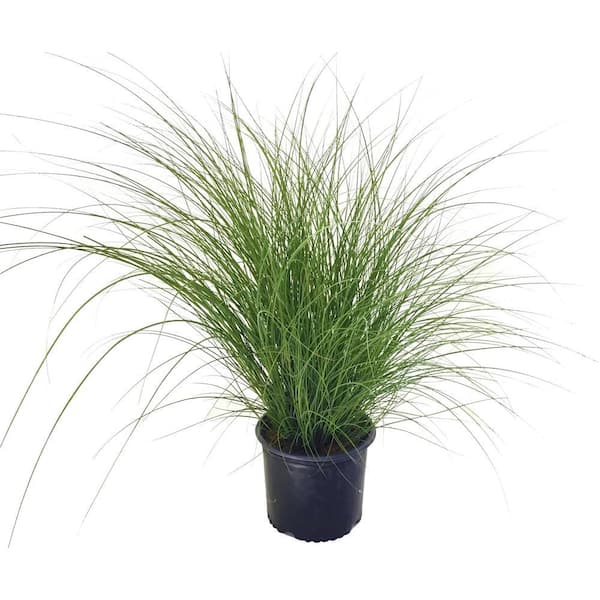 Maiden Grass (Miscanthus Sinensis) Gracillimus 10118 - The Home Depot
