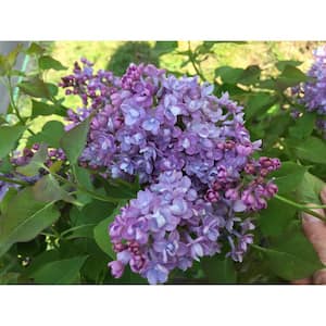 1 Gal. Scentara Double Blue Lilac (Syringa) Live Shrub with Purple-Blue Flowers