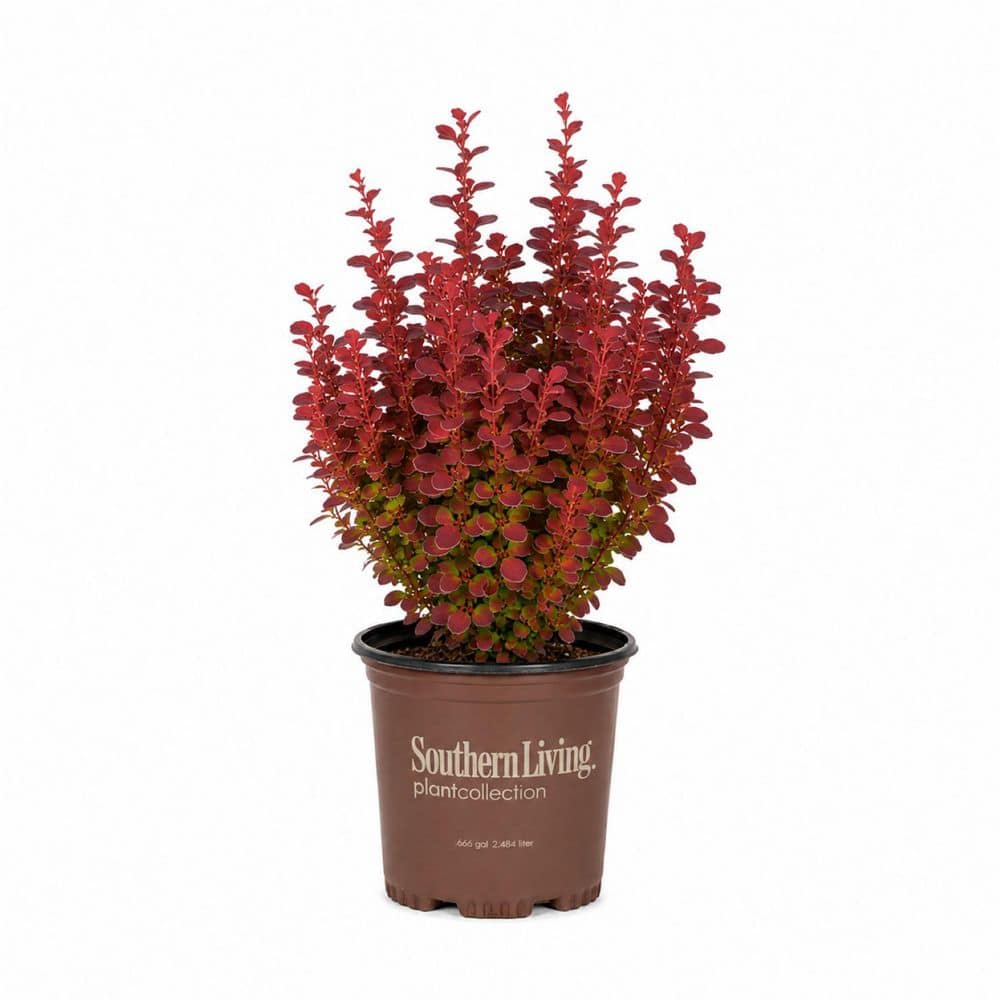 SOUTHERN LIVING 2.5 qt. Orange Rocket BarBerry Bush (Berberis