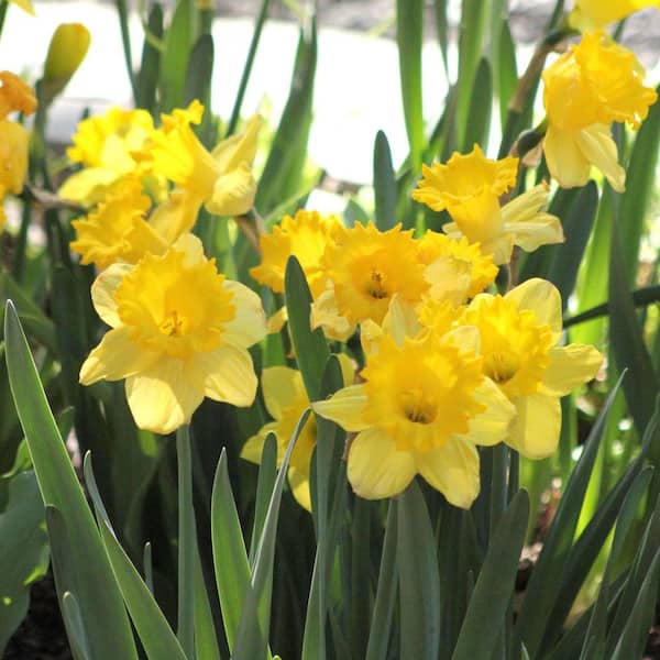 national PLANT NETWORK Daffodil Dutch Master Bulbs (10-Pack