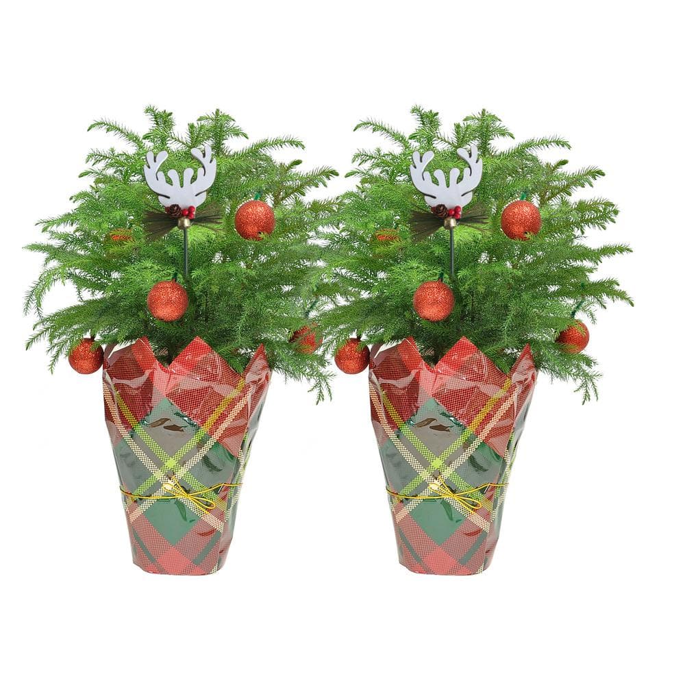 Costa Farms Fresh Norfolk Island Pine In 6 In Grower Pot With Christmas Wrap And Topper 2 Pack 6norfolkpine2pk The Home Depot