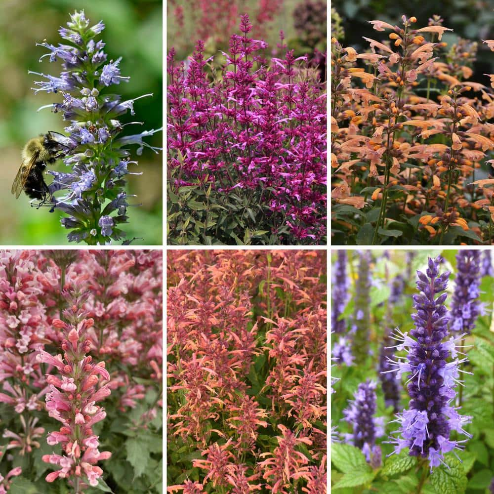 National Plant Network 3.25 In. Hummingbird Collection, Agastache 