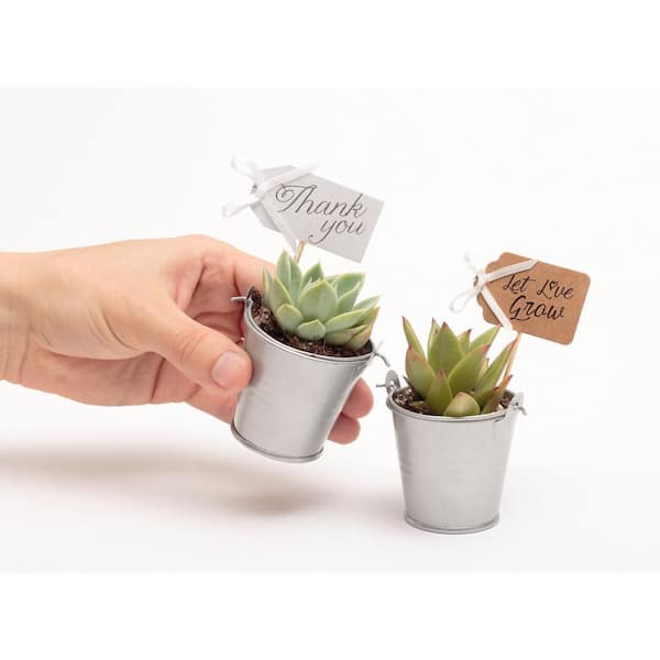 2 in. Wedding Event Rosette Succulents Plant with Silver Metal Pails and Thank You Tags (140-Pack)