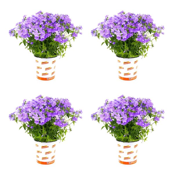 Vigoro 2.5 Qt. Phlox Divaricata Blue Moon Ground Cover Perennial Plant (4-Pack)