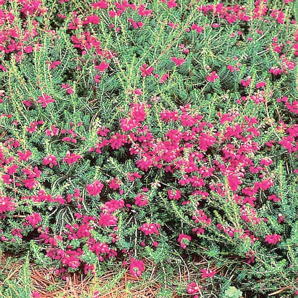 Unbranded 2.5 Qt. Mexican Heather Erica x Darleyensis Kramers Rote Shrub with Red Flowers
