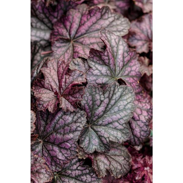 PROVEN WINNERS 4.5 in. qt. Dolce Blackcurrant Coral Bells (Heuchera) Live Plant, Purple-Black Foliage