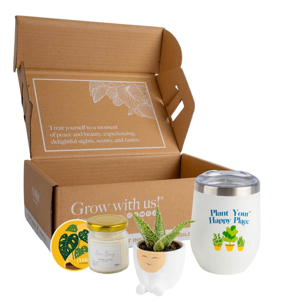 Costa Farms Gift Occasion Box with 2 in. Grower's Choice Succulent in ...