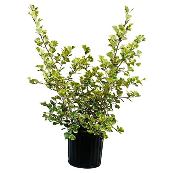 plant pot orange Clay Pot main image 1