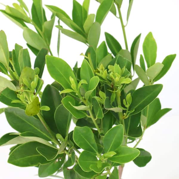 national PLANT NETWORK 3 Gal. Illicium Parviflorum Forest Green