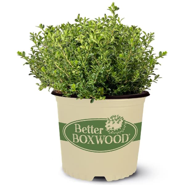 2.5 qt. Renaissance Boxwood, Evergreen Shrub with Glossy Green Foliage