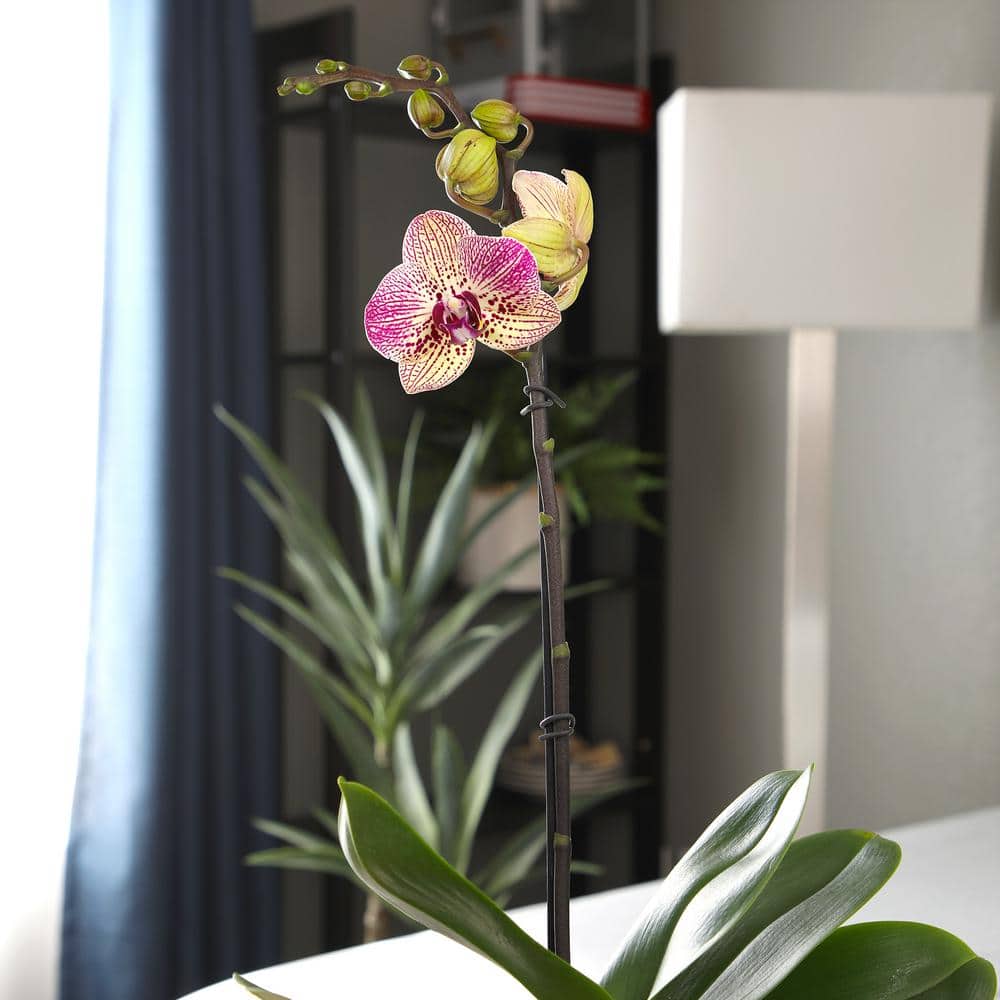 Multicolor Phalaenopsis Orchid in White Ceramic Pot
