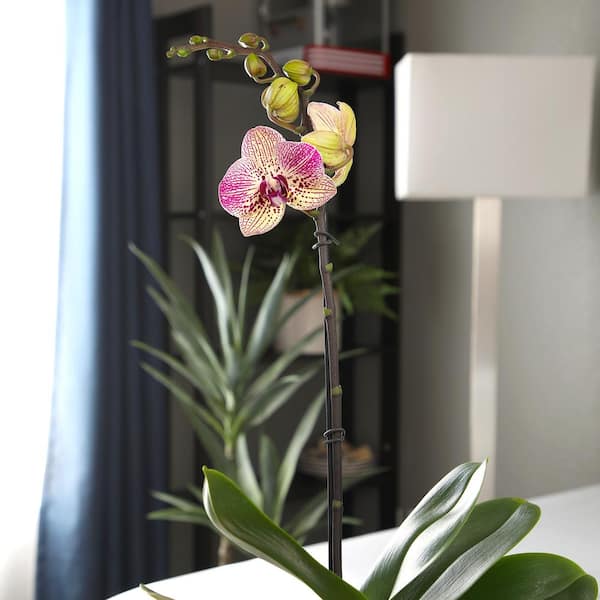 ALTMAN PLANTS Live Orchid (Phalaenopsis) with Multi-colored
