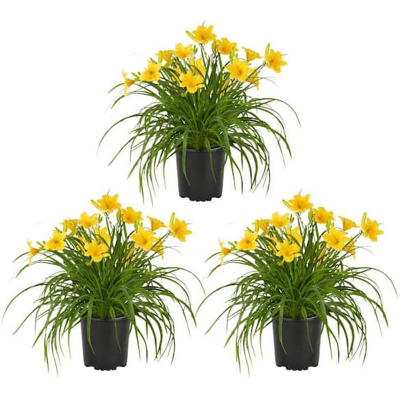 METROLINA GREENHOUSES 2 QT. Yellow Stella D'oro Daylily Perennial Plant (3-Pack)