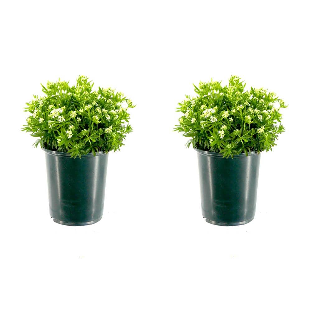 2.5 qt. Perennial Galium odoratum (2-Pack)