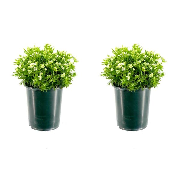 Unbranded 2.5 qt. Perennial Galium odoratum (2-Pack)