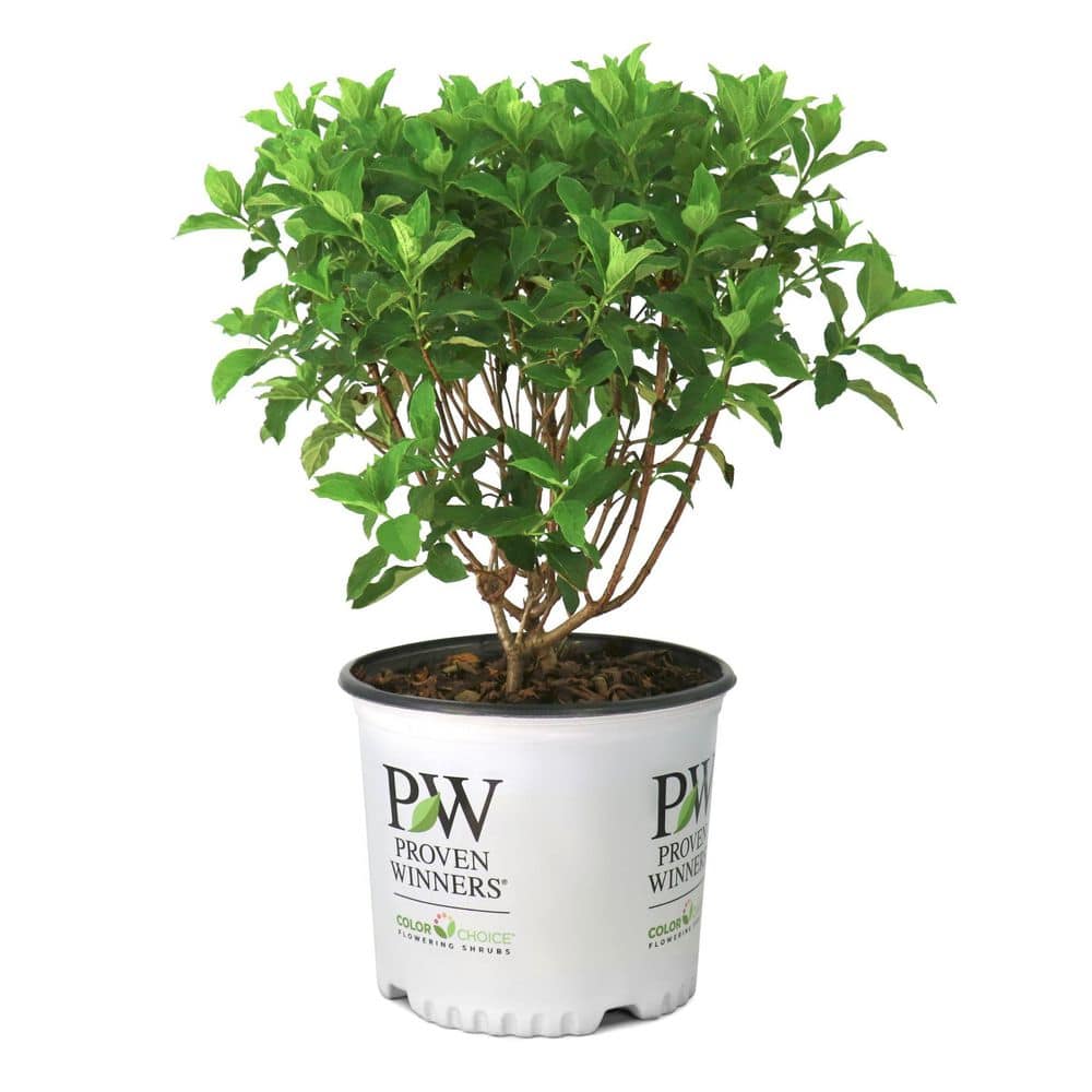 3 gal. Hydrangea Limelight Prime Live Shrub
