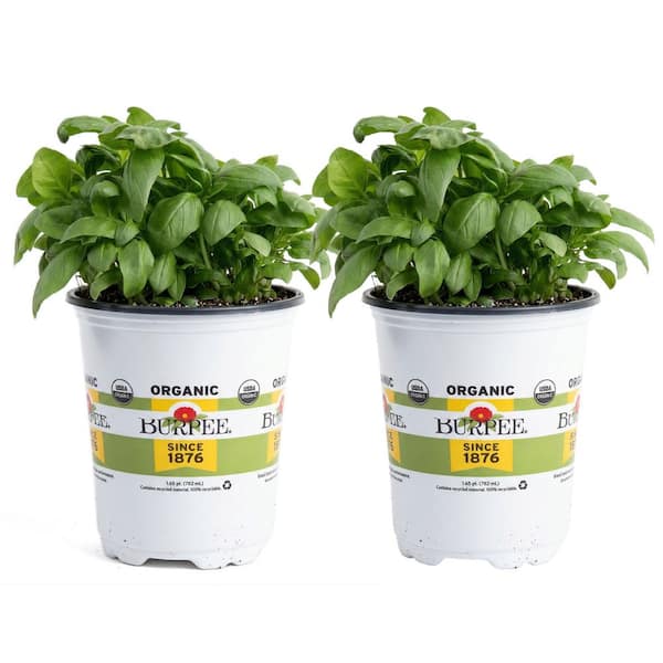 Burpee 3.5 in Super Sweet Genovese Basil Plant (2-Pack) BASSSGGG3