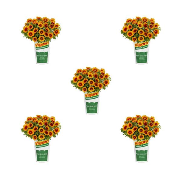 Vigoro 1.5 Pt. Calibrachoa Million Bells Aloha Nani Mango Tango Orange Bicolor Annual Plant (5-Pack)