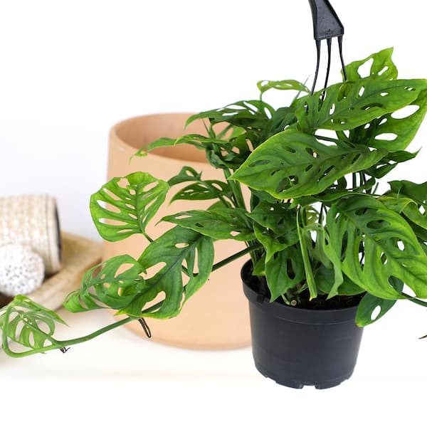 36 in. Artificial Swiss Cheese Philodendron Monstera Leaf Vine Hanging Plant Greenery Foliage Bush