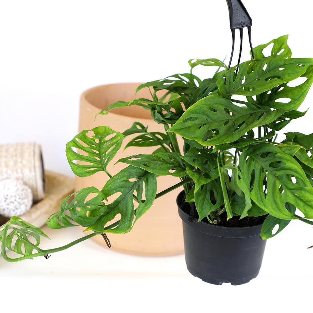 6-Inch Monstera Swiss Cheese Vine Hanging Basket