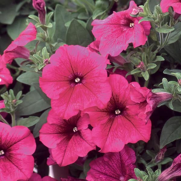 ALTMAN SPECIALTY PLANTS 4 in. Petunia Plant with Pink Flowers ...