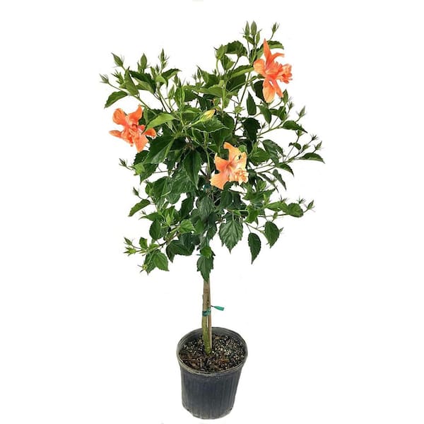 Wekiva Foliage Hibiscus Double Peach Tree-Live Plant in a 3 gal. Pot-Hibiscus Rosa Sinensis 'Double Peach'-Flowering Shrub