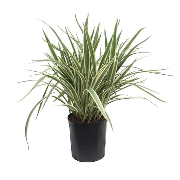 1.72 Gal. Flax Lily Dianella Variegated Perennial Plant (1-Pack)