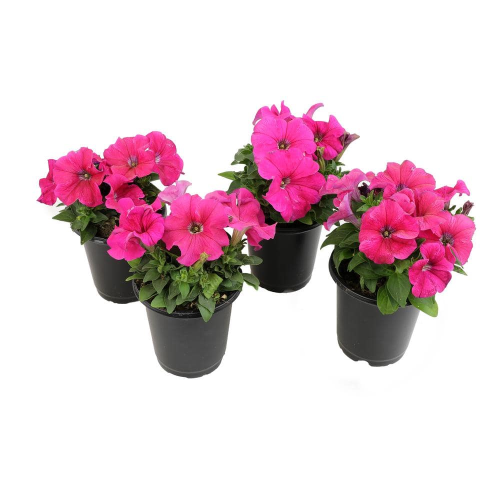 Reviews for ALTMAN PLANTS Pink Petunias Flowers Garden Annual Plants in