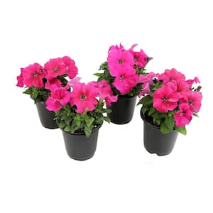 Pink Petunias Flowers Garden Annual Plants in 4 in. Grower Pots (Includes 4 Outdoor Plants) (4-Pack )