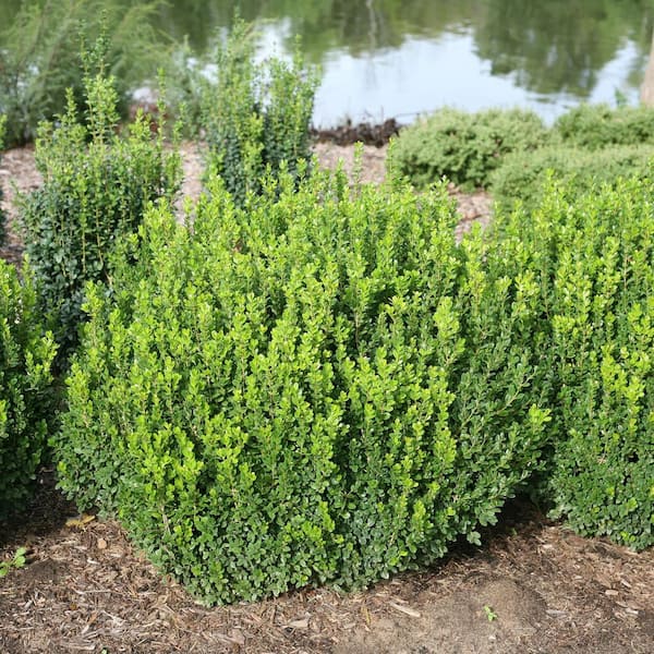 2 Gal. Sprinter Boxwood Shrub with Glossy Evergreen Foliage