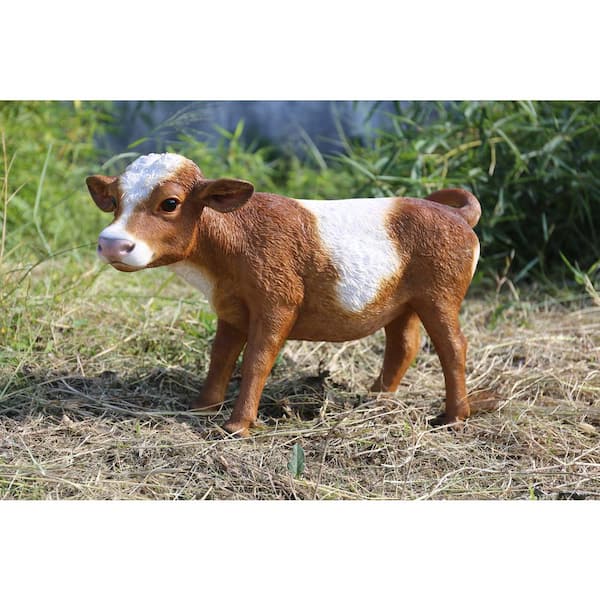 baby brown cow
