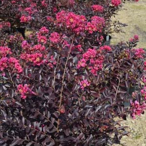 7 Gal. Pave Pink Crape Myrtle Flowering Deciduous Tree with Pink Flowers