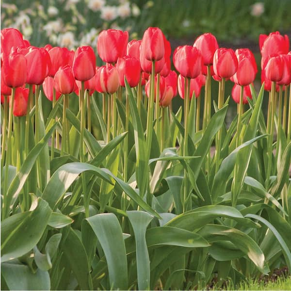Longfield Gardens Tulip Red Impression Bulbs (100-Pack)