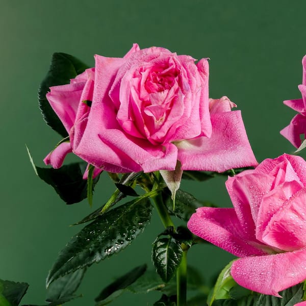 national PLANT NETWORK Bareroot Beverly Eleganza Rose Plant with