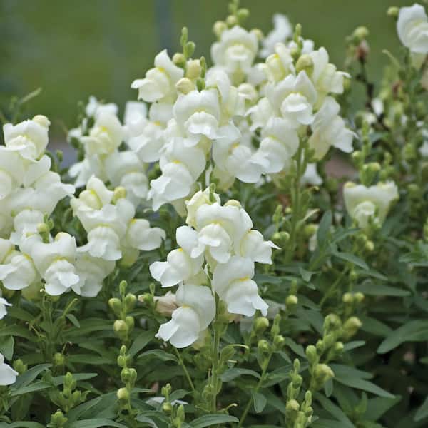 ALTMAN PLANTS #1 2.5 Qt. White Snapdragon Plant